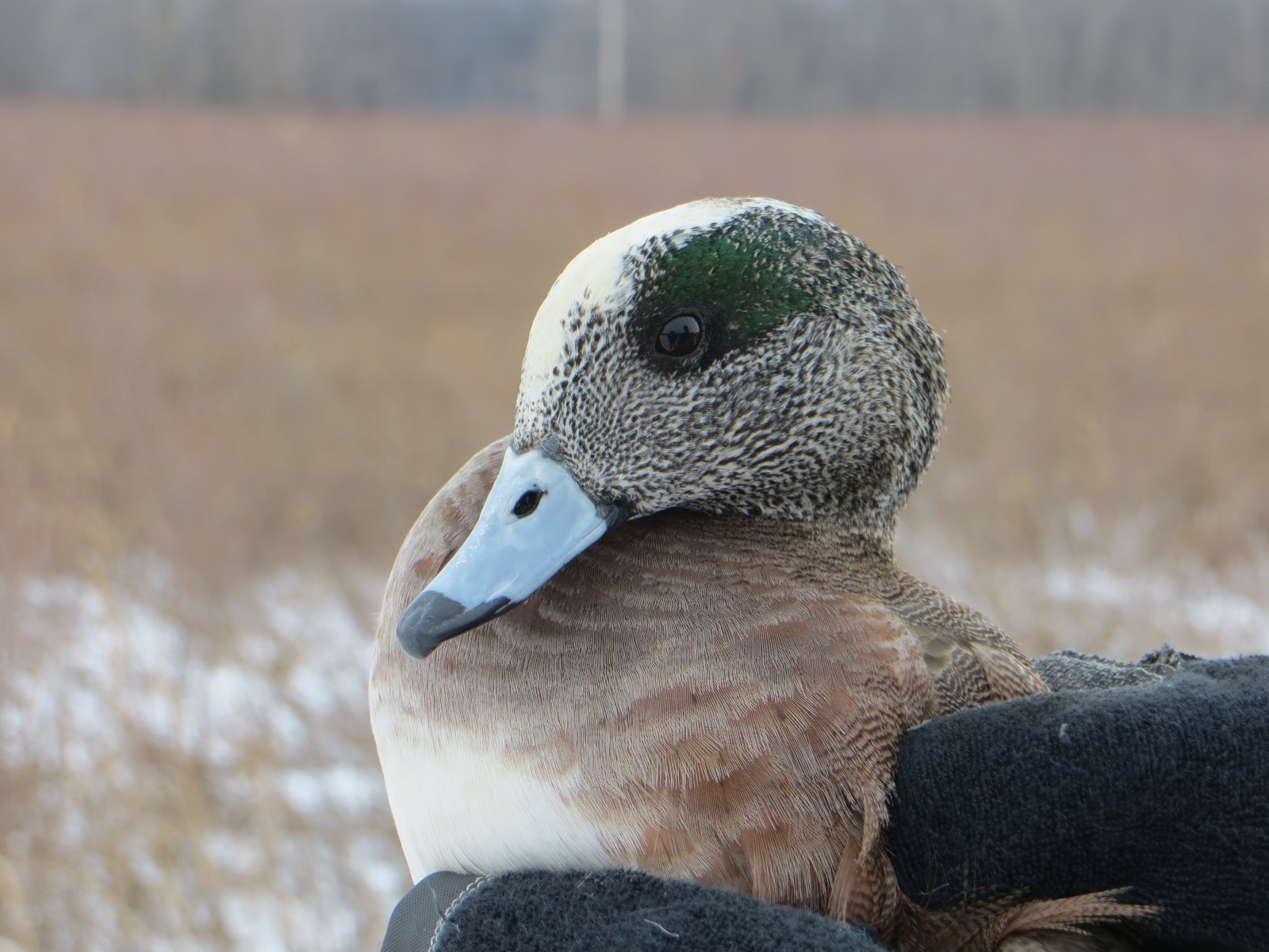 Duck Banding at Pickerel Creek 3-4-14 (6) Wigeon (3)