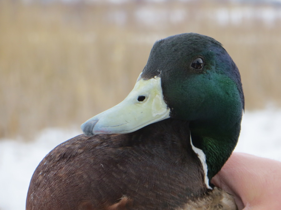 Duck Banding at Pickerel Creek 3-4-14 (12) Mallard Male with Ivory Bill ...