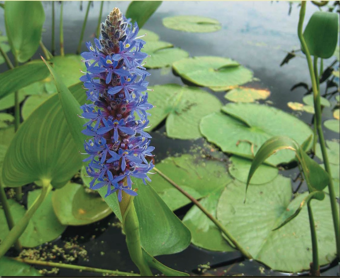 Marsh Plants Winous Point
