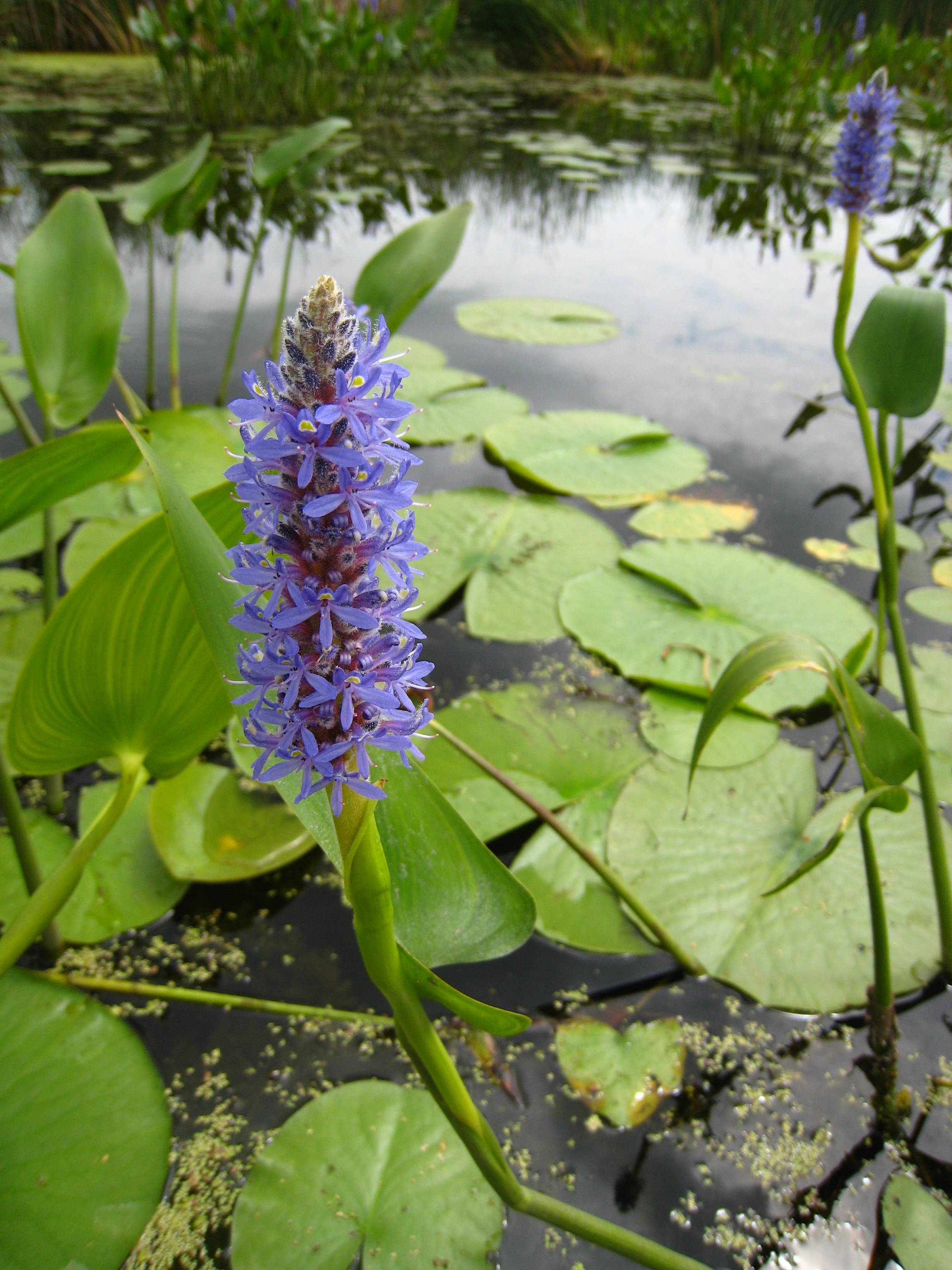 Marsh Plants Winous Point